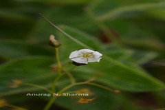 Drosera peltata